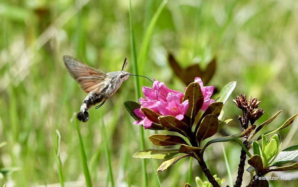 Ferienwohnungen Pflueglhof マルタ エクステリア 写真